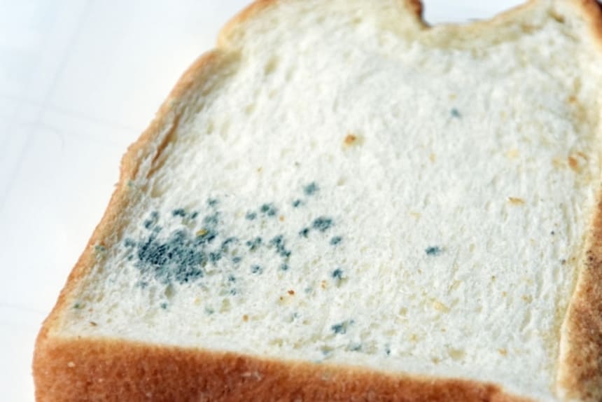 カビの危険性を知って正しい注意方法をおさえよう！