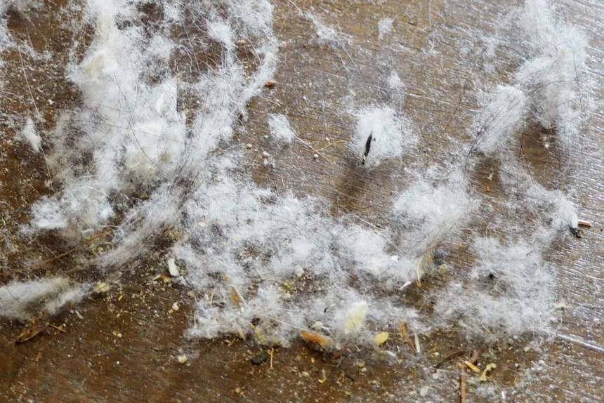 そもそもホコリの正体って何?